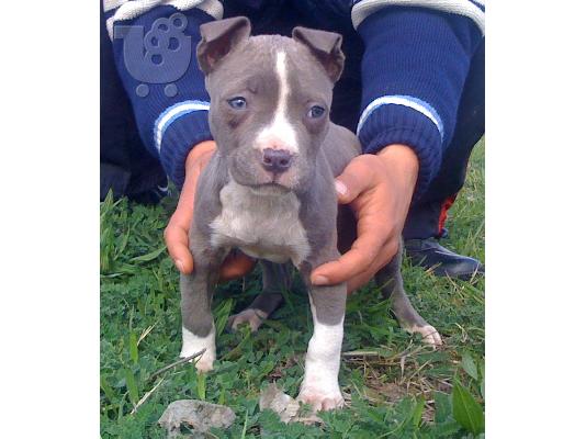 PoulaTo: blue nose pit bull Πίτμπουλ